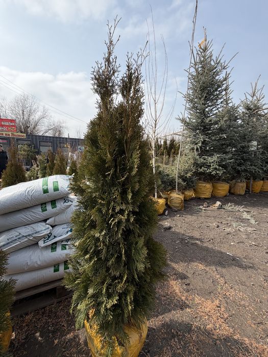 Туя Смарагд. Туя Пирамидальный