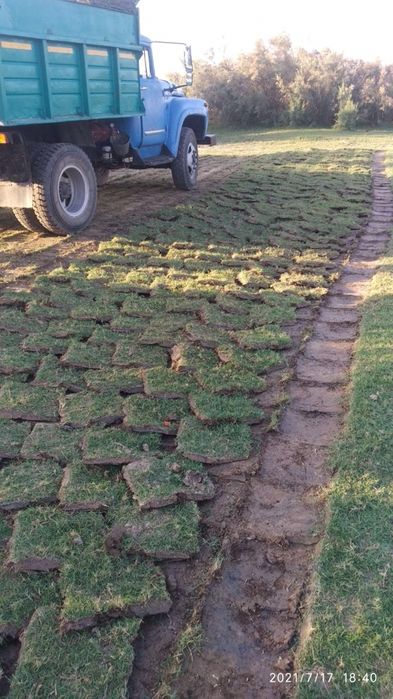 Chim maxsulotlari tabiy maysa