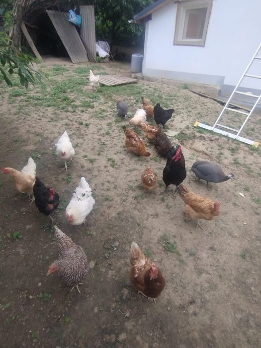 Vând diverse pasari