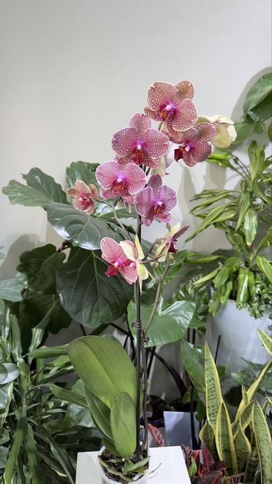 Цветущие орхидеи на любой вкус