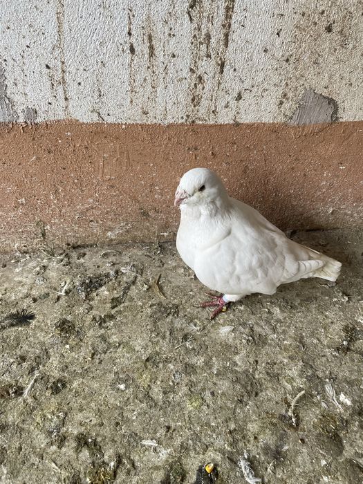 Porumbei americani AGH