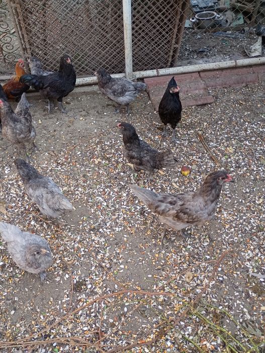 Ameraucana rasă pură tineret 2026