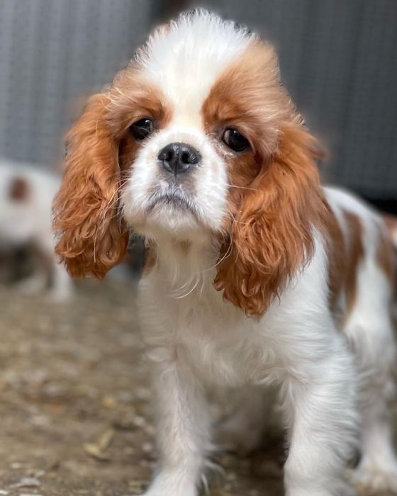 Кавалерчики спаниельки