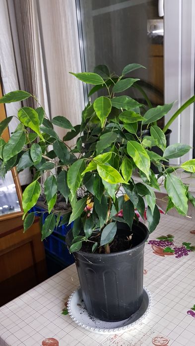 Продам комнатные растения