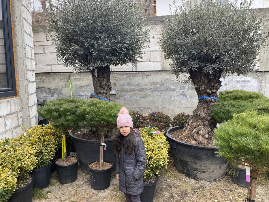 Vand maslin oleo europea (secular)