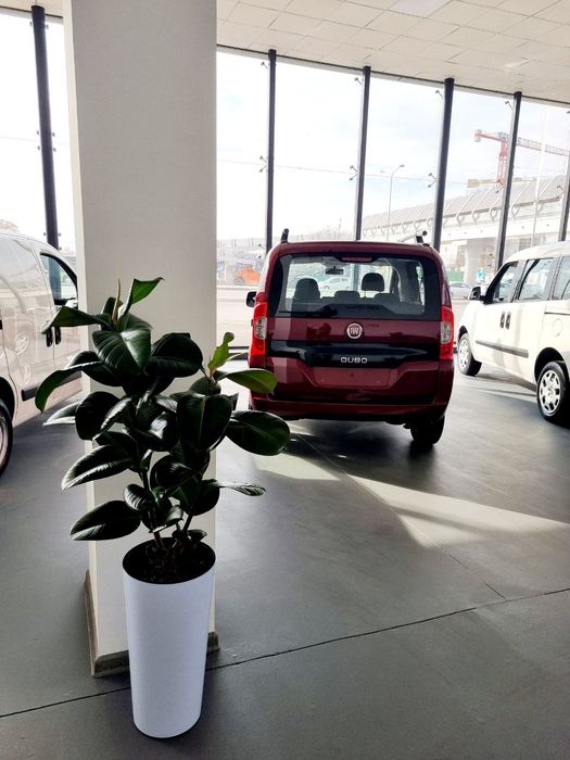 Офисные растения цветы для офиса