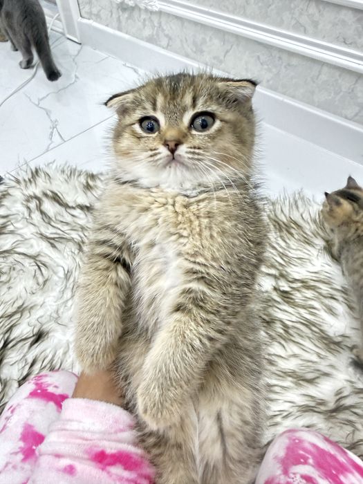 Dikirivinniy shinshilla