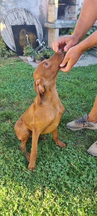 catei  vizsla maghiara