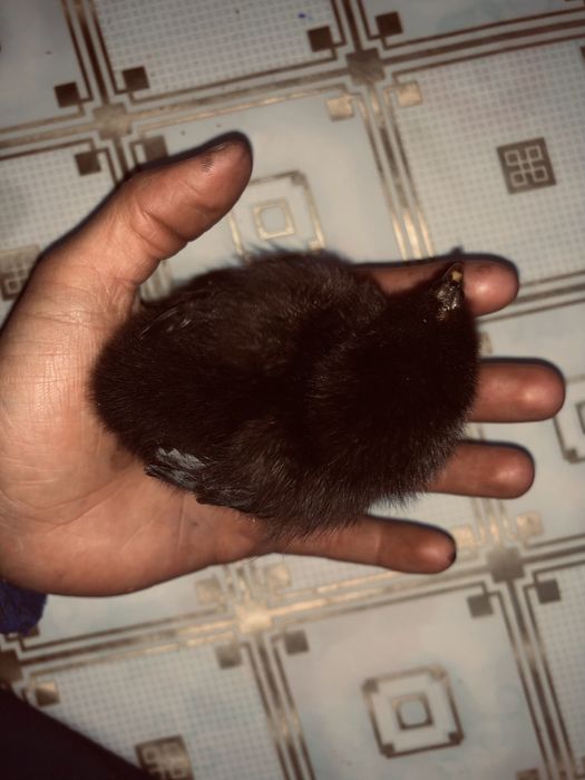 Tovuq jojasi zoti Qora shahzoa.                                      .