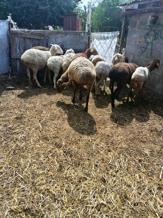 В продажи Жирные Барашки.