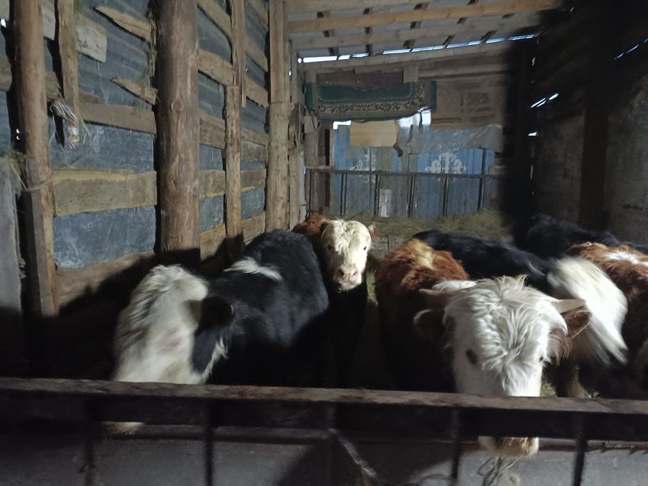 Продам бычков годовалых с откорма.!