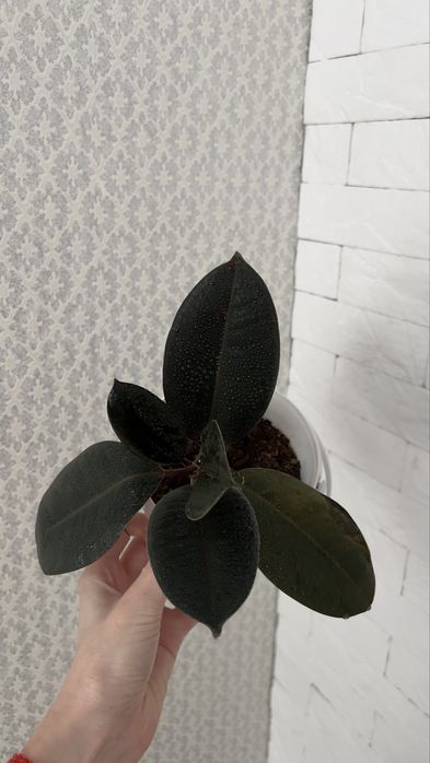 Фикусы абиджаны