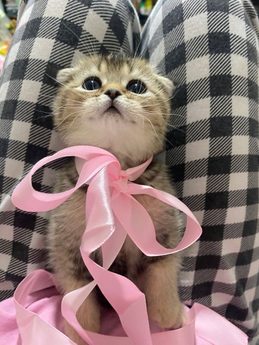Продаю котёнка шиншила
