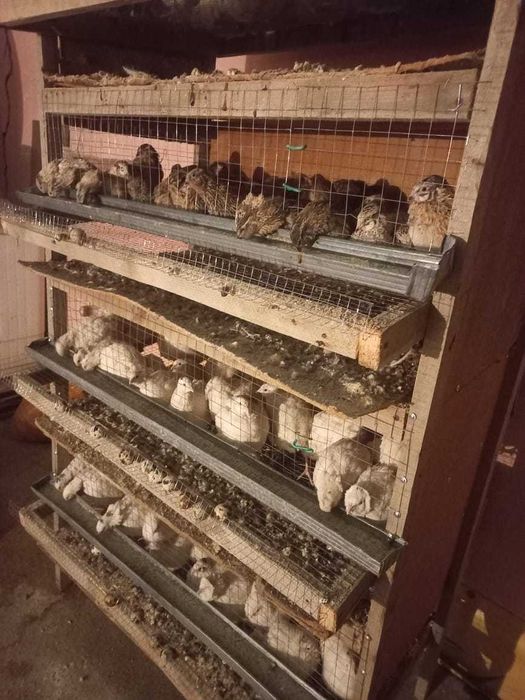 Бөдене жұмырткасы бар 35тенгеден