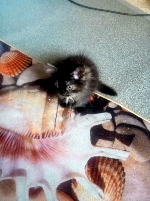 Отдам котят в хорошие руки