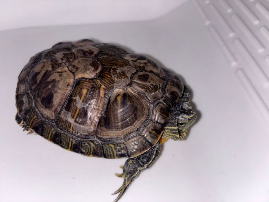 Продам срочно черепашек