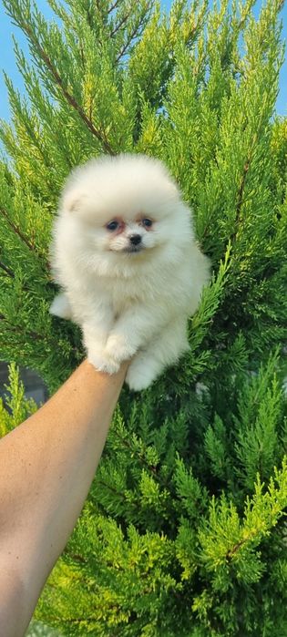 Померан момчета ..