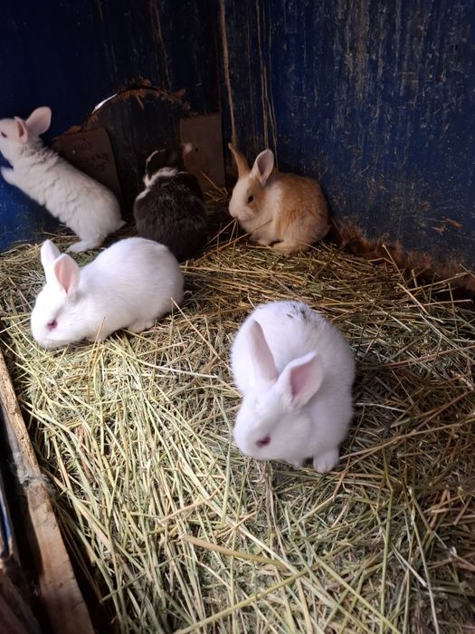 Hycole francez de vânzare