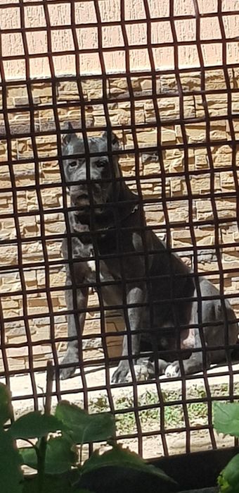 Вязка Кане Корсо