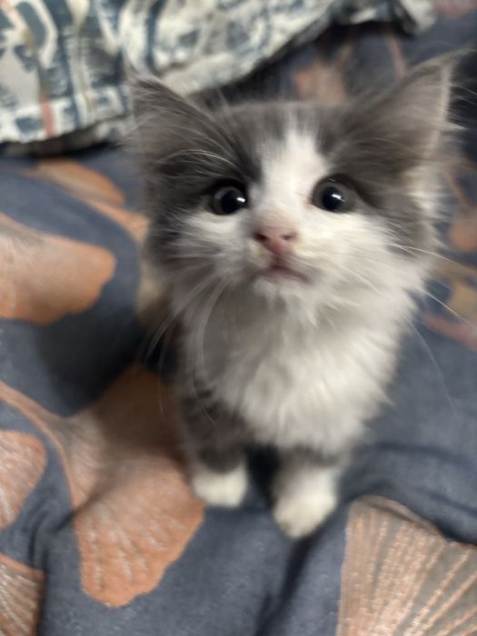 Отдам котенка в добрые руки