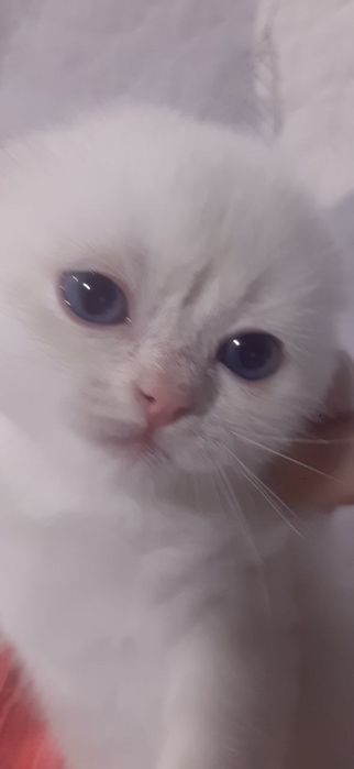 Миленькие белые котята мальчики и девочки