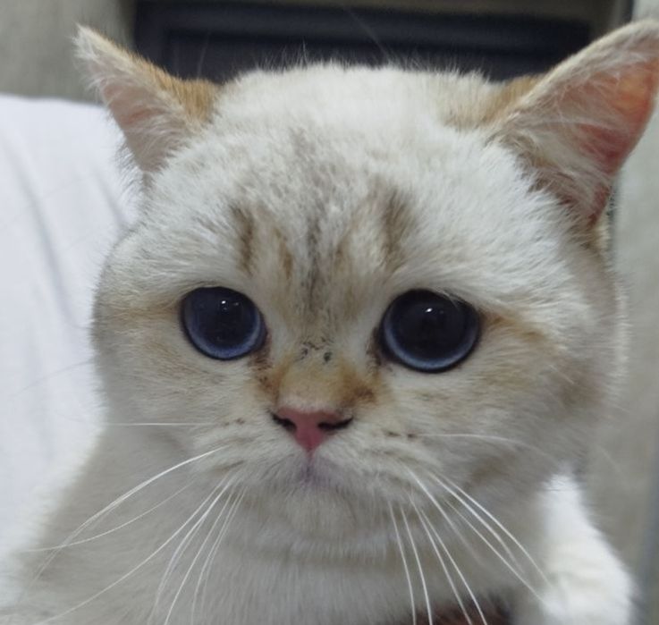 Отдам бесплатно котёнка