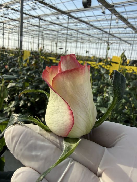 Цветы на прямую с теплицы