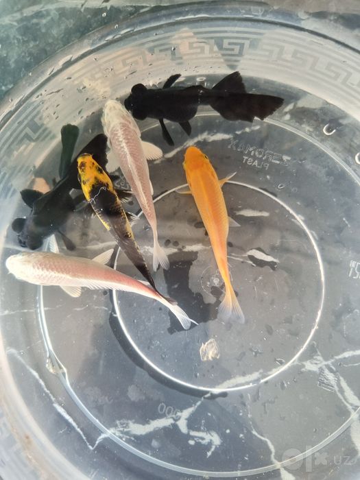 Akvarium baliqlari sotiladi