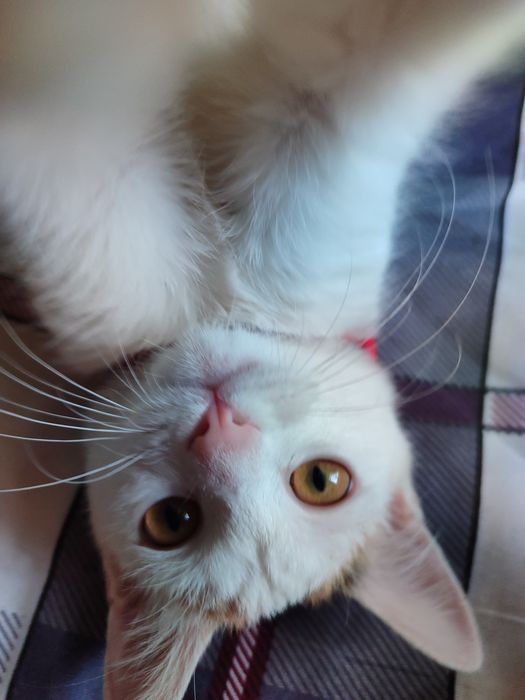 Отдам кошечку в хорошие руки