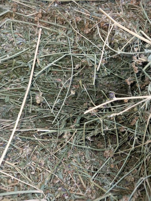 Жоңышқа сатылады