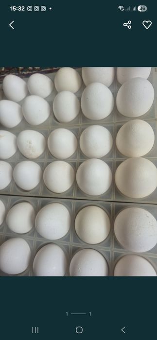 Продам яйца домашние  700 тнг