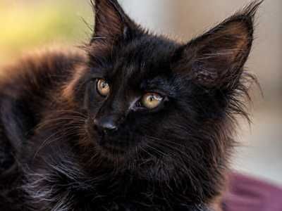 Panteră de casă: 0% pericol, 100% grație. Maine Coon negru solid cu acte,Lynx Rune Code