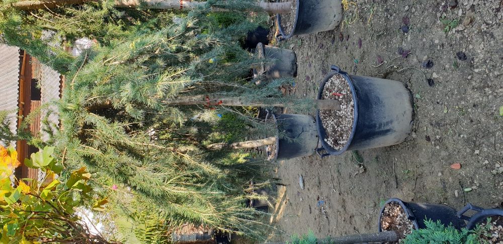 Vindem din pepiniera noastră cedru pendular tuia brazii etc.