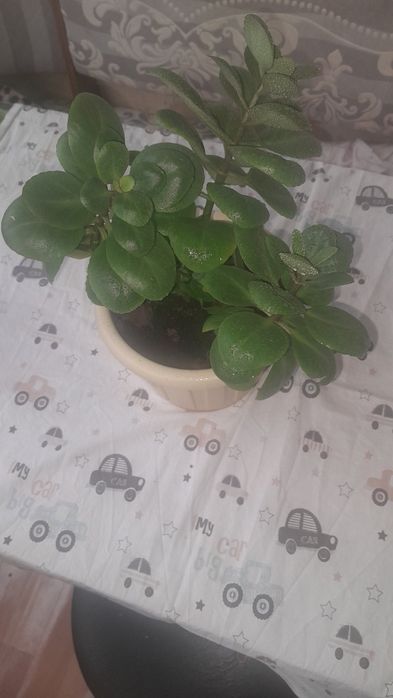 Комнатные цветы недорого