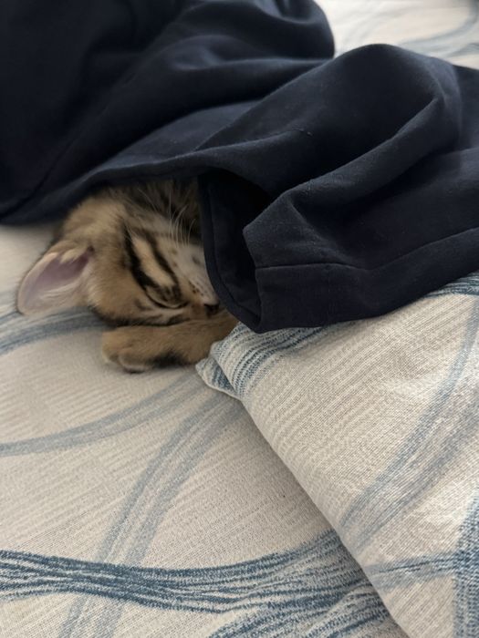 Котенок двухмесячный