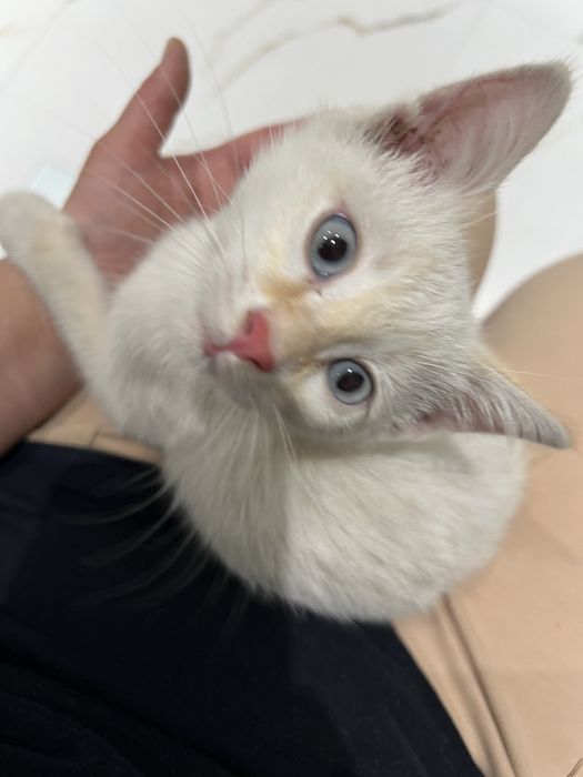 Ищем дом котенку