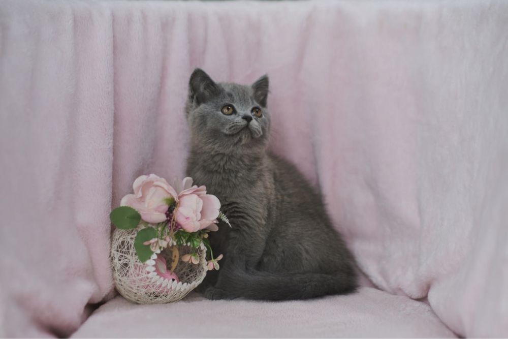 Британский мальчик