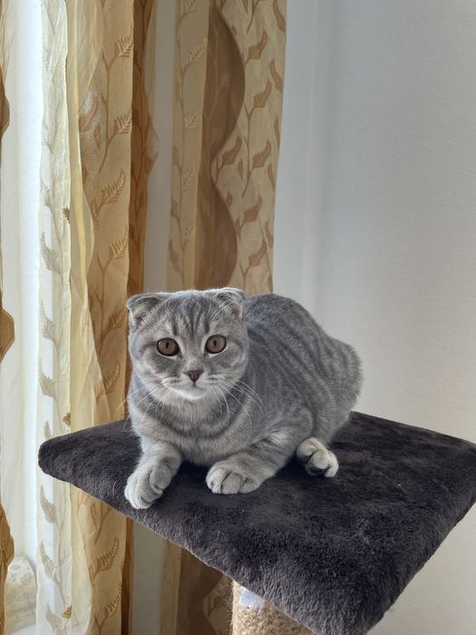 Продам котёнка