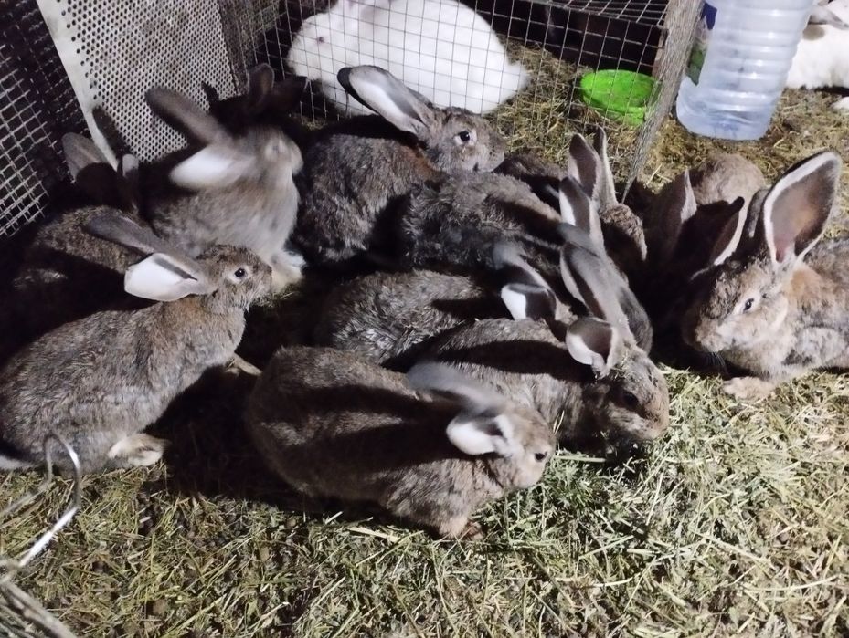 Куёнлар сотилади.