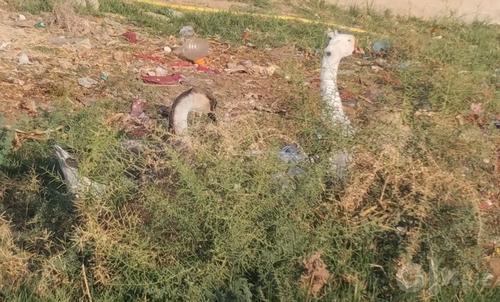 GʻOZ SOĞLOM. LINK GA YOZINGLAR 3 kunda javob bor. 15 kun garand bor.