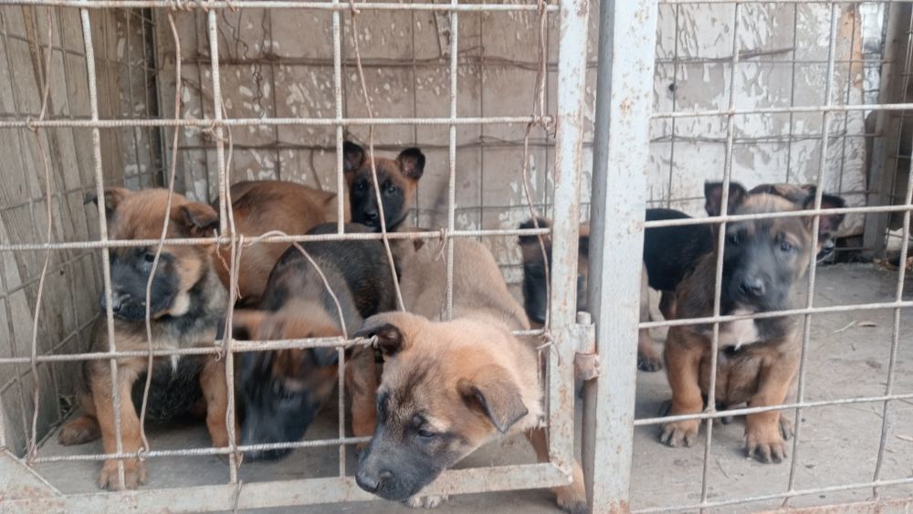 Щенки 1,5 месяц кабельи