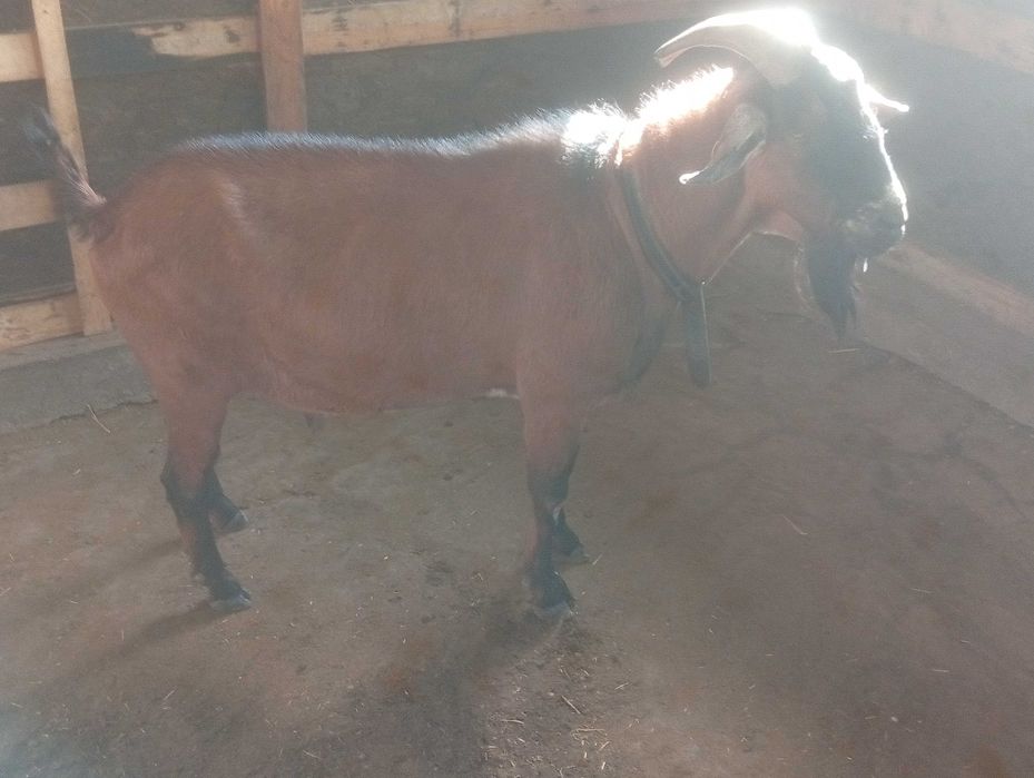 Vând țap metis de anglo cu alpin