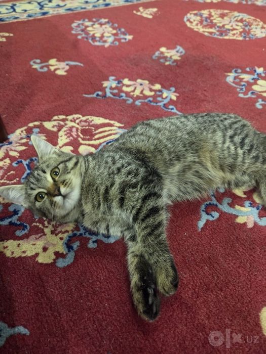 Котёнок бесплатно