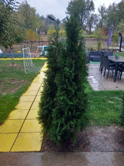 Туя смарагд  от 150 до 220см