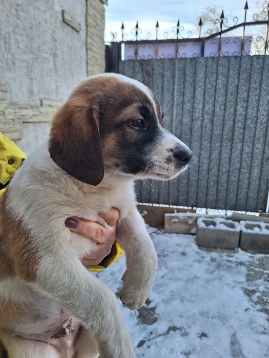 Отдам в хорошие руки