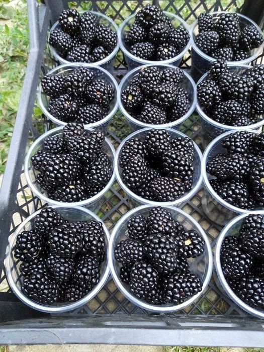 Butasi mur Thornfree