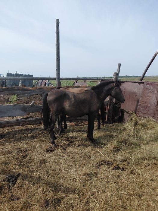 Продам 3 тая с откорма