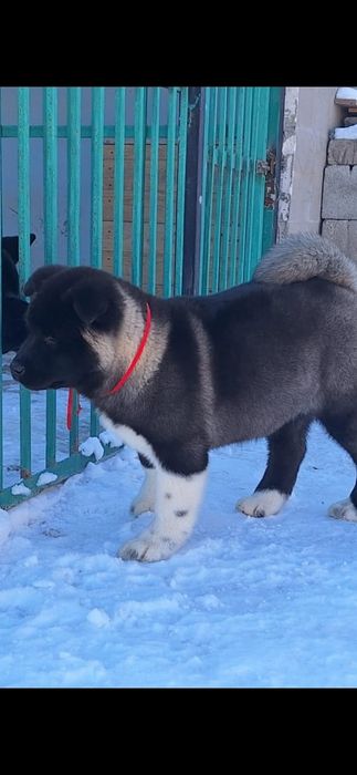 Детки готовы к переезду