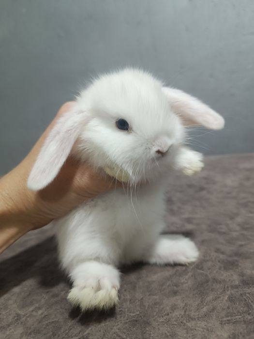Продаются декоративные кролики(карлик)
