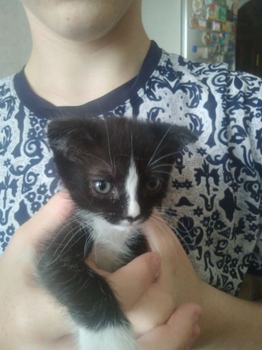 Продаются котята